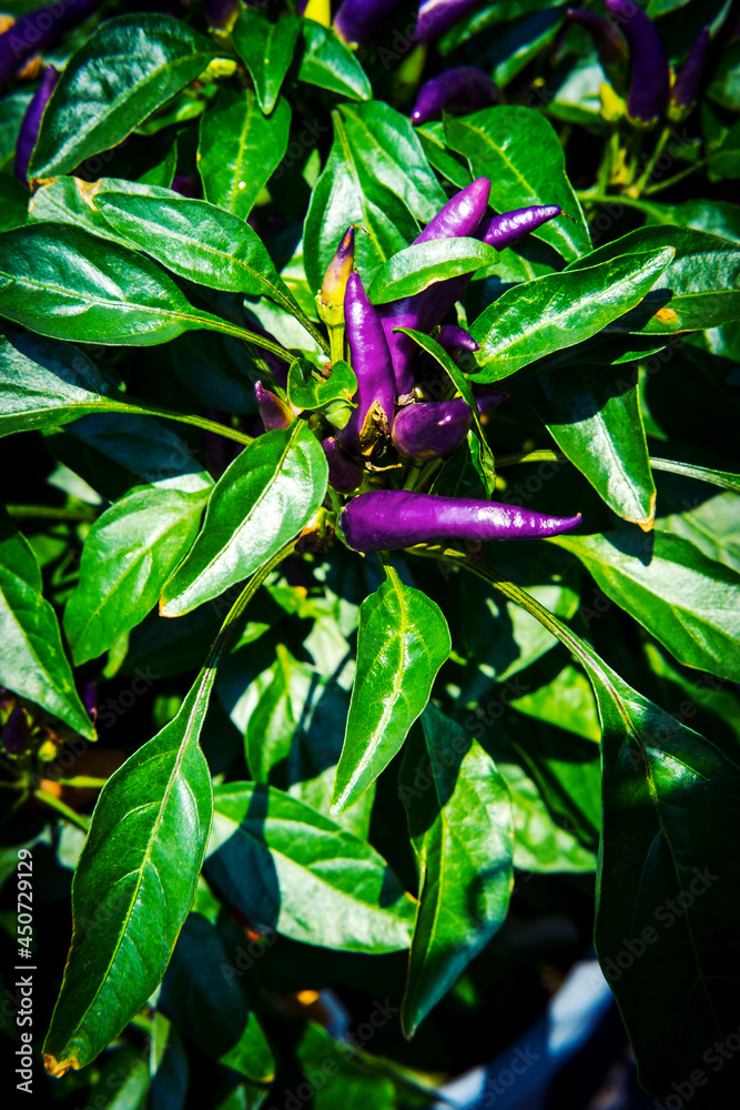 Masquerade Ornamental Pepper Plant Masquerade Ornamental Pepper Plant
