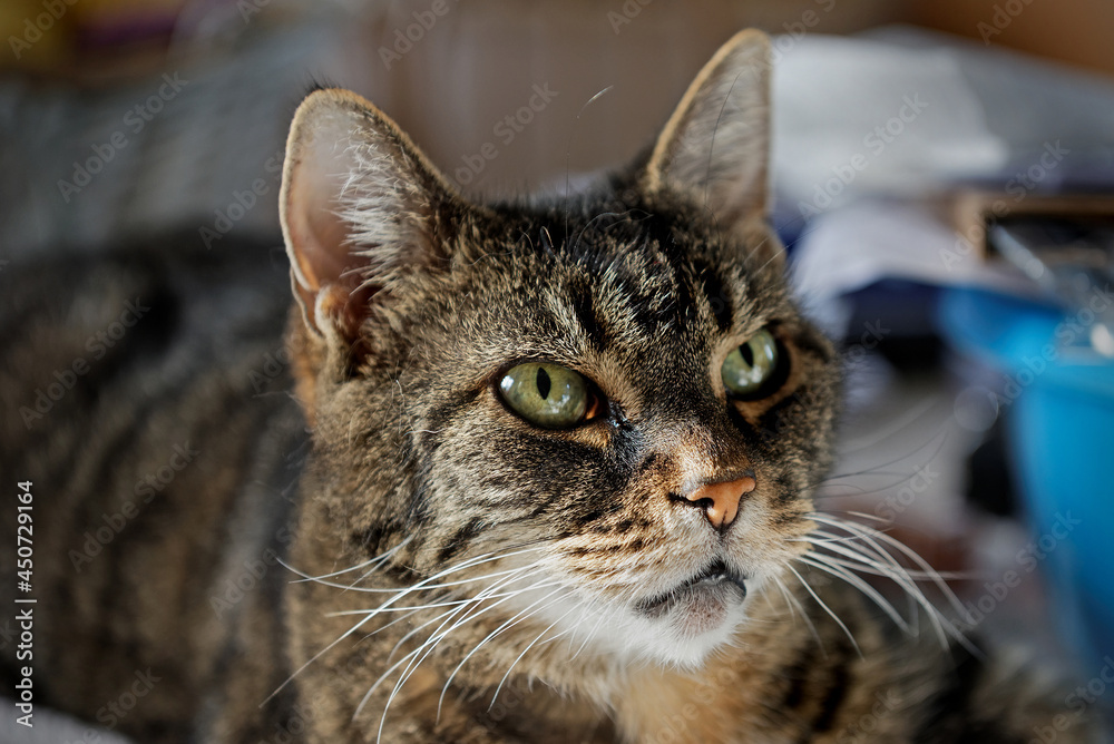 Tabby Cat Portrait