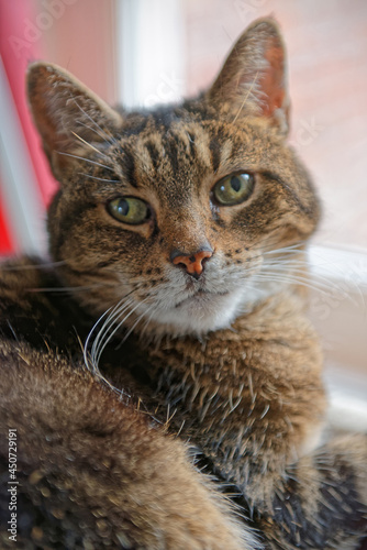 Tabby Cat Portrait © roger ashford
