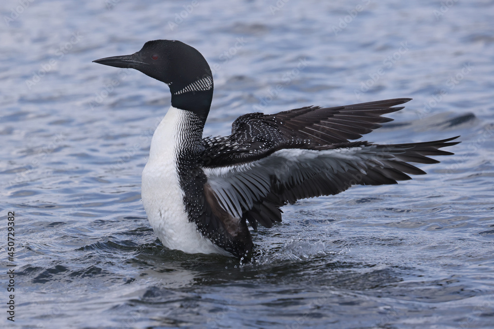Fototapeta premium Northern Loon swimming, flapping, shaking water off its wings and preening on the lake on a bright summer day