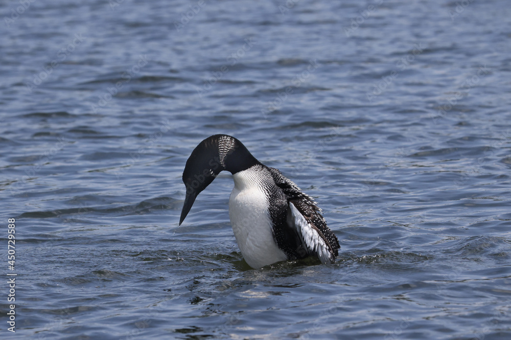 Fototapeta premium Northern Loon swimming, flapping, shaking water off its wings and preening on the lake on a bright summer day