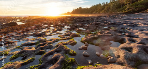 Botanical Beach on the West Coast of Pacific Ocean. Summer Sunny Sunset. Canadian Nature Landscape Background. Located in Port Renfrew near Victoria, Vancouver Island, British Columbia, Canada.