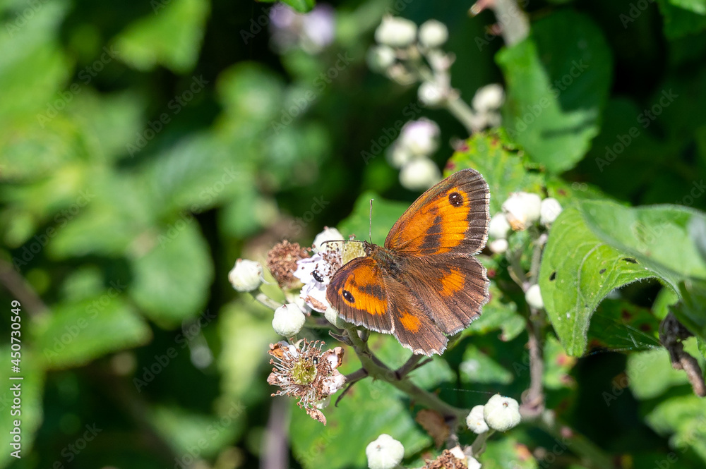 Obraz premium gatekeeper butterfly on bramble flowers