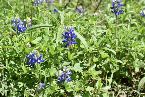 Texas Wildflower Bluebonnets in Feild (ID: 450730709)