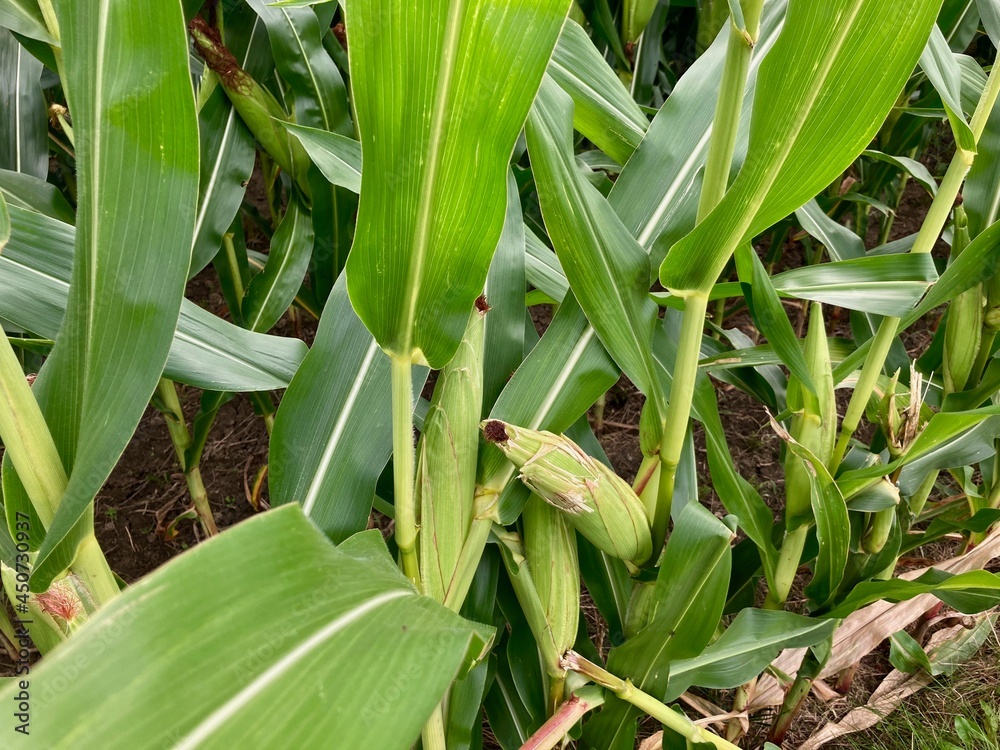 ears of corn on the stalk in field ears of corn on the stalk in field