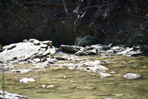 Walnut Creek at Walnut Creek Park, Austin TX (ID: 450730931)