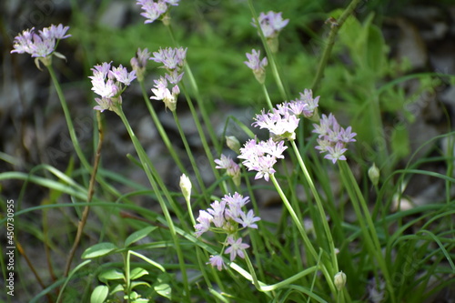 white purple Wildflowers In a meadow field (ID: 450730955)
