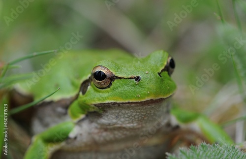Green frog in the hills above Velingrad, Bulgaria