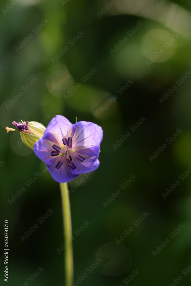 Wild geraniums flower closeup on bokeh green meadow, floral background. Wild geraniums flower closeup on bokeh green meadow, floral background.