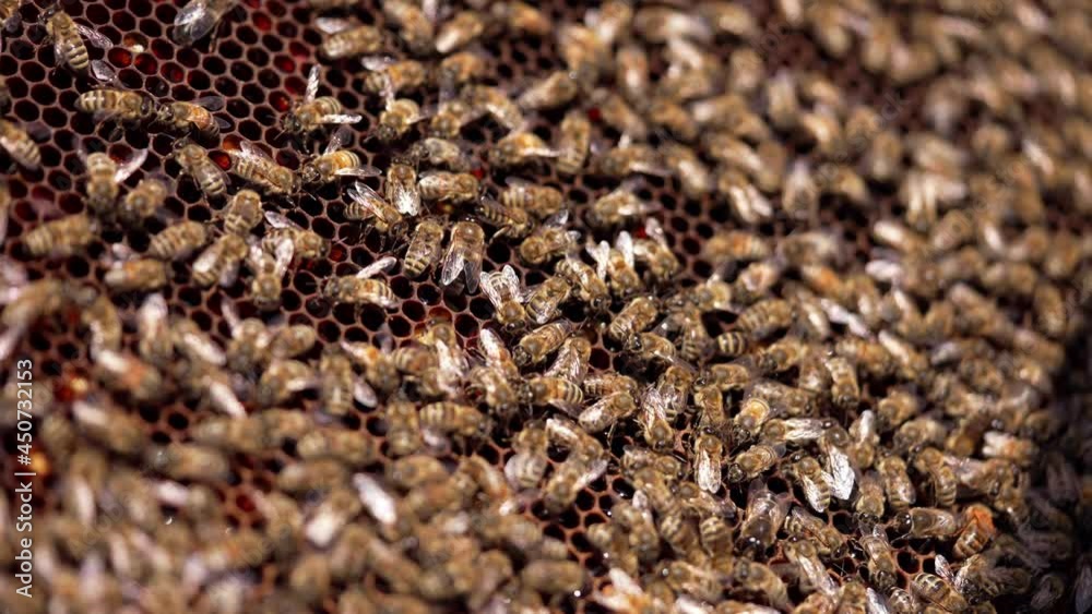 Swarm of bees working on honeycomb. Many bees crawling on a frame making organic honey in bright sunny day. Close-up. Swarm of bees working on honeycomb. Many bees crawling on a frame making organic honey in bright sunny day. Close-up.