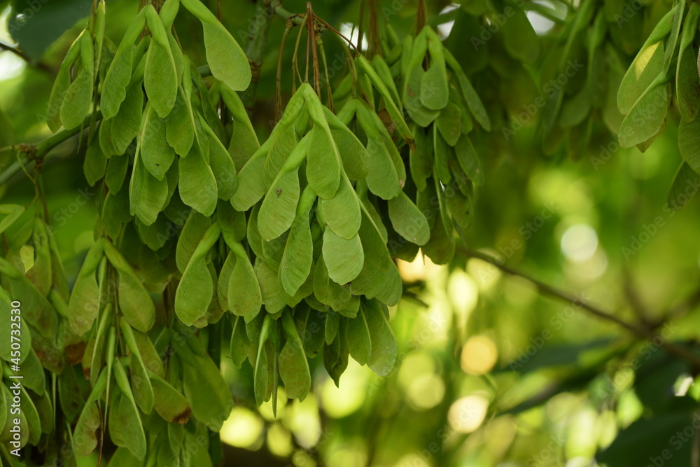 Obraz premium Boxelder maple fruits, green samaras on bokeh green tree background, sunshine in tree branches.