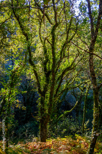 Fototapeta Naklejka Na Ścianę i Meble -  Oak forest in the interior of Galicia, in the province of Pontevedra (Spain)