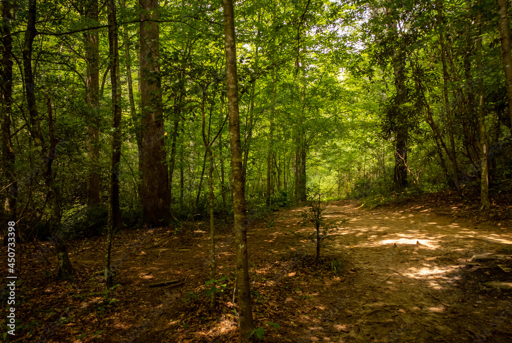 Fototapeta premium Forgotten path in the forest.