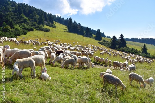 stado owiec, wypasanie zwierząt na łące, barany, owce, wypas, redyk, 