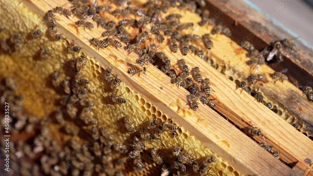 Wooden frames with bees inside the beehive. Honey bees climb wooden frames on a sunny summer day. Beekeeping concept. Close-up. Wooden frames with bees inside the beehive. Honey bees climb wooden frames on a sunny summer day. Beekeeping concept. Close-up.