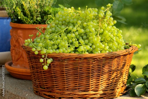 Basket of grapes under the sun 