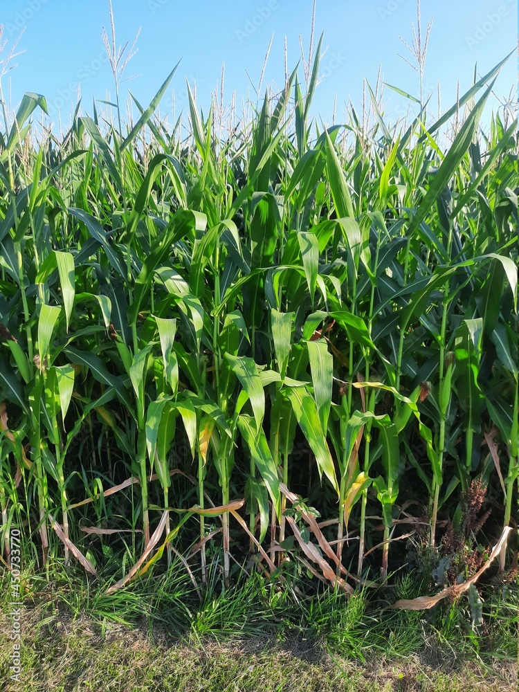 Fototapeta premium corn field with cornstalks and sky