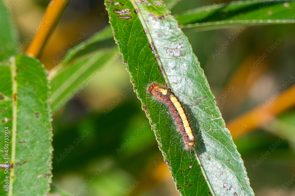 caterpillar on a leaf caterpillar on a leaf