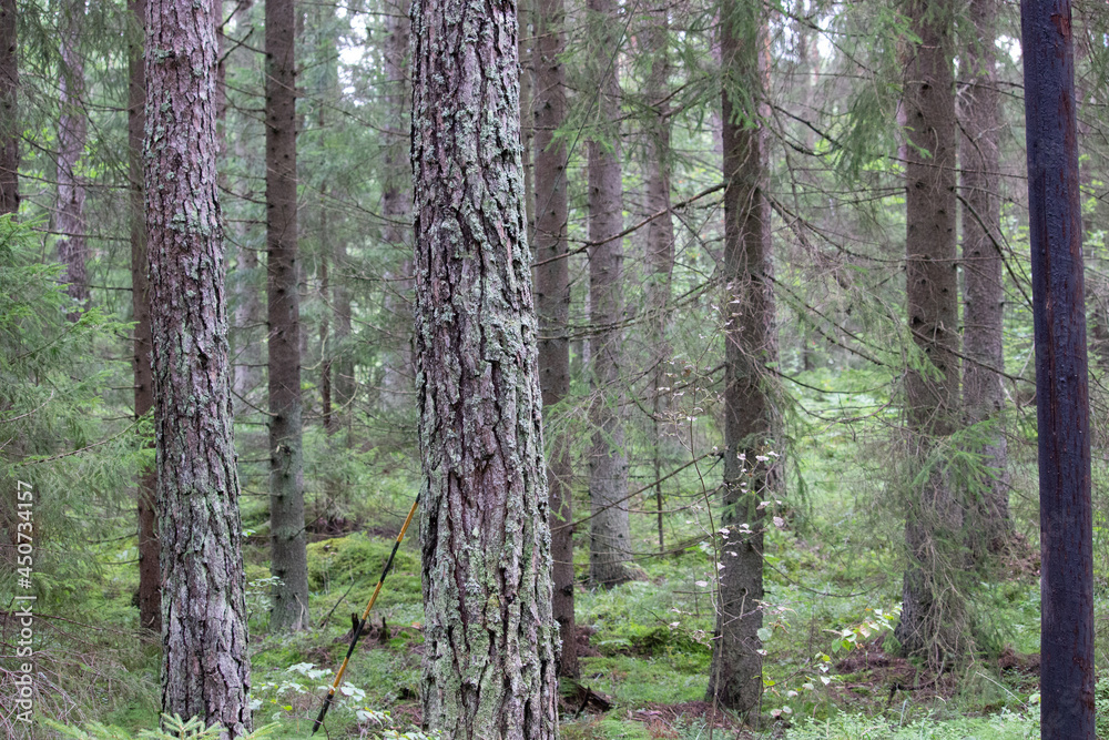 Naklejka premium forest path in the woods in asummer day. camping. Hiking, lifestyle. 