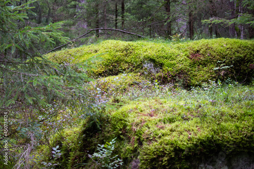 forest path in the woods in asummer day.   camping. Hiking  lifestyle. 