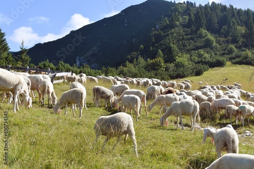 stado owiec, wypasanie zwierząt na łące, barany, owce, wypas, redyk, 