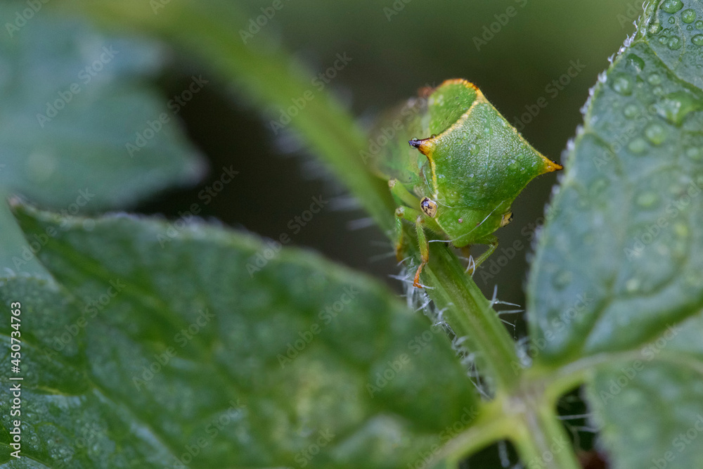 Tree hopper is sitting on a leaf in close-up.
Macro shots of an insect. Tree hopper is sitting on a leaf in close-up.
Macro shots of an insect.