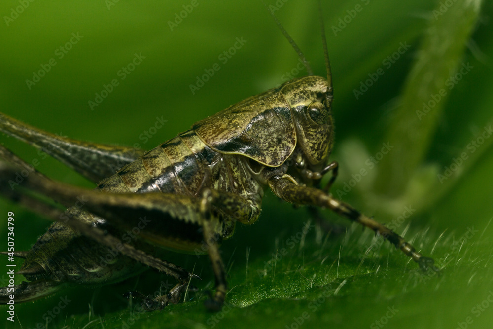 Grasshopper close-up sitting on the grass Grasshopper close-up sitting on the grass