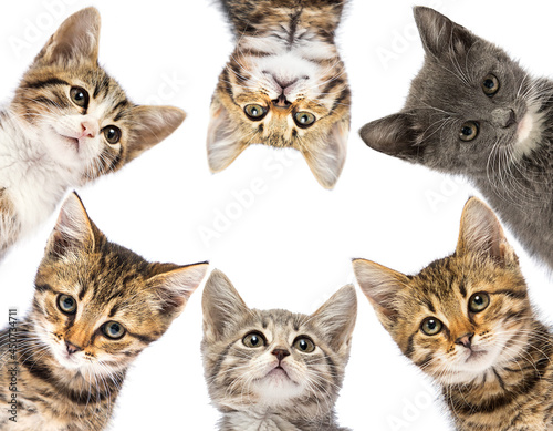 cats and kittens look out on a white background