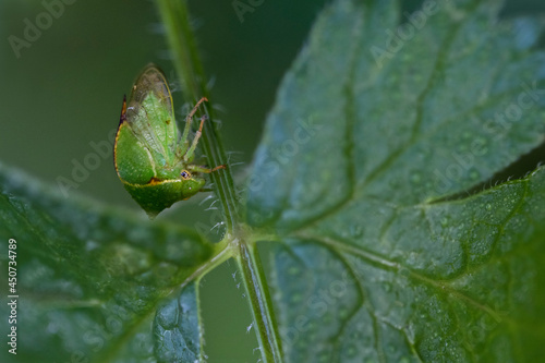 Tree hopper is sitting on a leaf in close-up.
Macro shots of an insect.