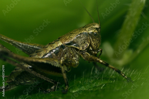 Grasshopper close-up sitting on the grass © Videocorpus