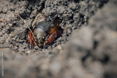 Mole crickets. Eyes to eyes. Macrophotography of an insect in its natural environment.