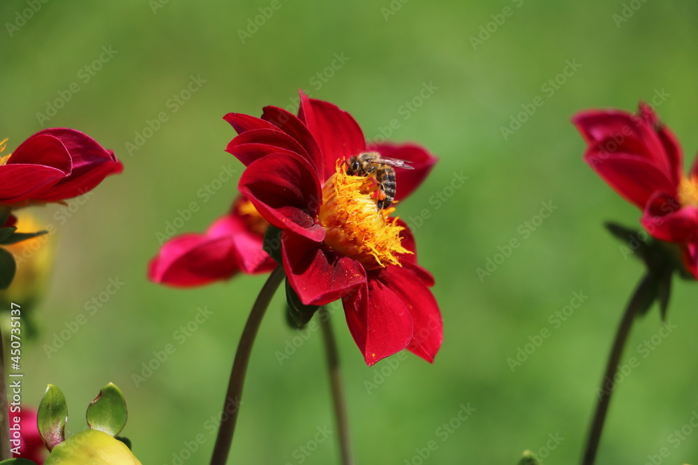 bee on a flower