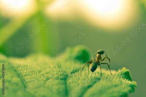 A black ant on a leaf. In the natural environment. photo