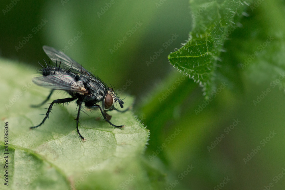 A fly is sitting on a leaf in close-up. Macrophotography of an insect fly in its natural environment. A fly is sitting on a leaf in close-up. Macrophotography of an insect fly in its natural environment.