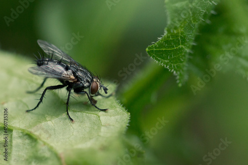 A fly is sitting on a leaf in close-up. Macrophotography of an insect fly in its natural environment.