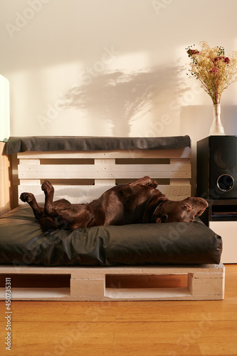 chocolate labrador sleeping belly up on his pallet bed