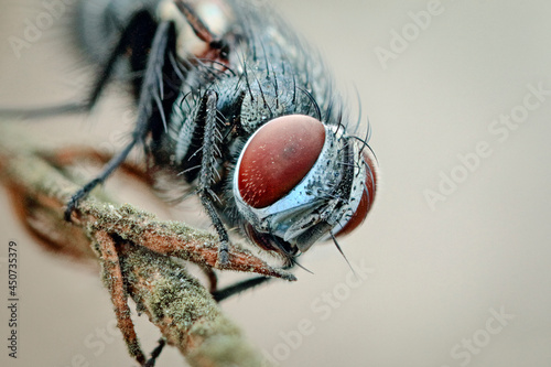 A fly is sitting on a leaf in close-up. Macrophotography of an insect fly in its natural environment.