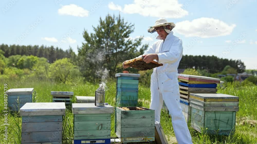 Professional beekeeper in white suit inspecting bees on frame. Bees fly on the apiary. Chimney with smoke on a beehive. Wooden hives on field in summer. Professional beekeeper in white suit inspecting bees on frame. Bees fly on the apiary. Chimney with smoke on a beehive. Wooden hives on field in summer.