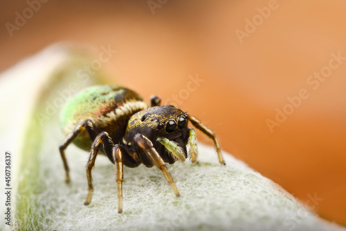 A cute jump-spider is sitting on a leaf. Macrophotography of an insect in natural conditions.