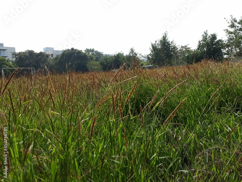 grass in the meadow