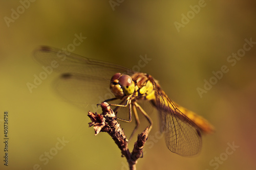 A yellow dragonfly is sitting on a twig in close-up. The dragonfly is hunting. Macro shots of a dragonfly. © Videocorpus