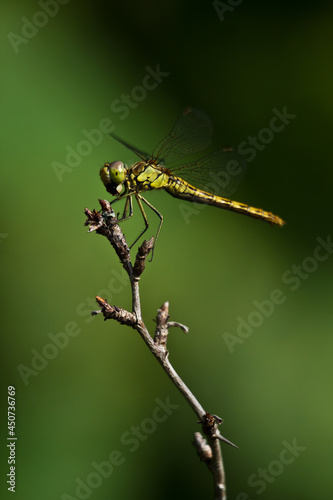 A yellow dragonfly is sitting on a twig in close-up. The dragonfly is hunting. Macro shots of a dragonfly.
