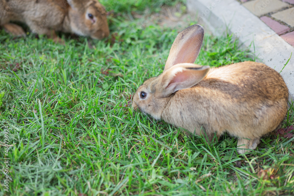 Fototapeta premium Two young rabbits eating grass in the park at a Summer's evening. Space for copy.