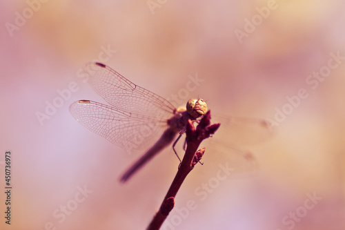 A yellow dragonfly is sitting on a twig in close-up. The dragonfly is hunting. Macro shots of a dragonfly. © Videocorpus