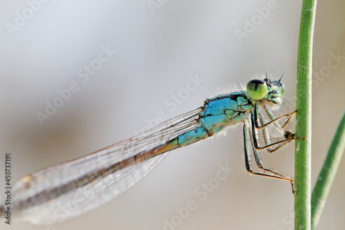 Common Blue Damselfly (Enallagma cyathigerum) on the grass