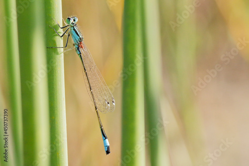 Common Blue Damselfly (Enallagma cyathigerum) on the grass