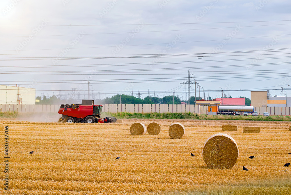 Obraz premium Harvester working on golden farm field, agricultural machine and harvest rolls across field. Wheat harvesting on field in summer season. Gathering crops by agricultural machinery