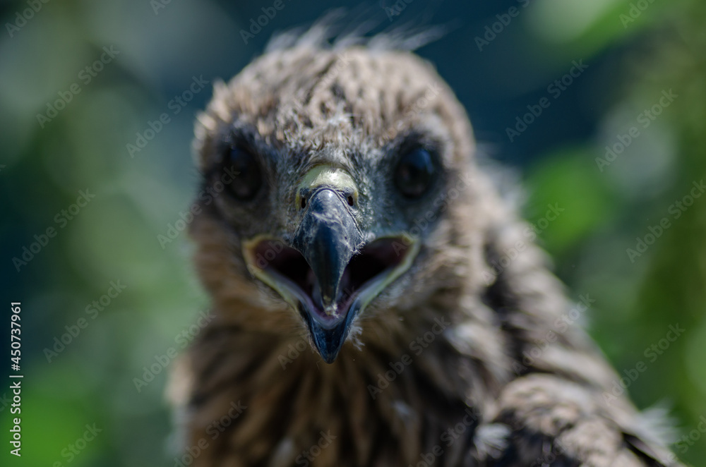 close up photo of a hawk close up photo of a hawk