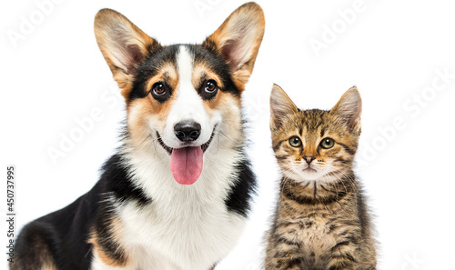 dog and cat look out on a white background