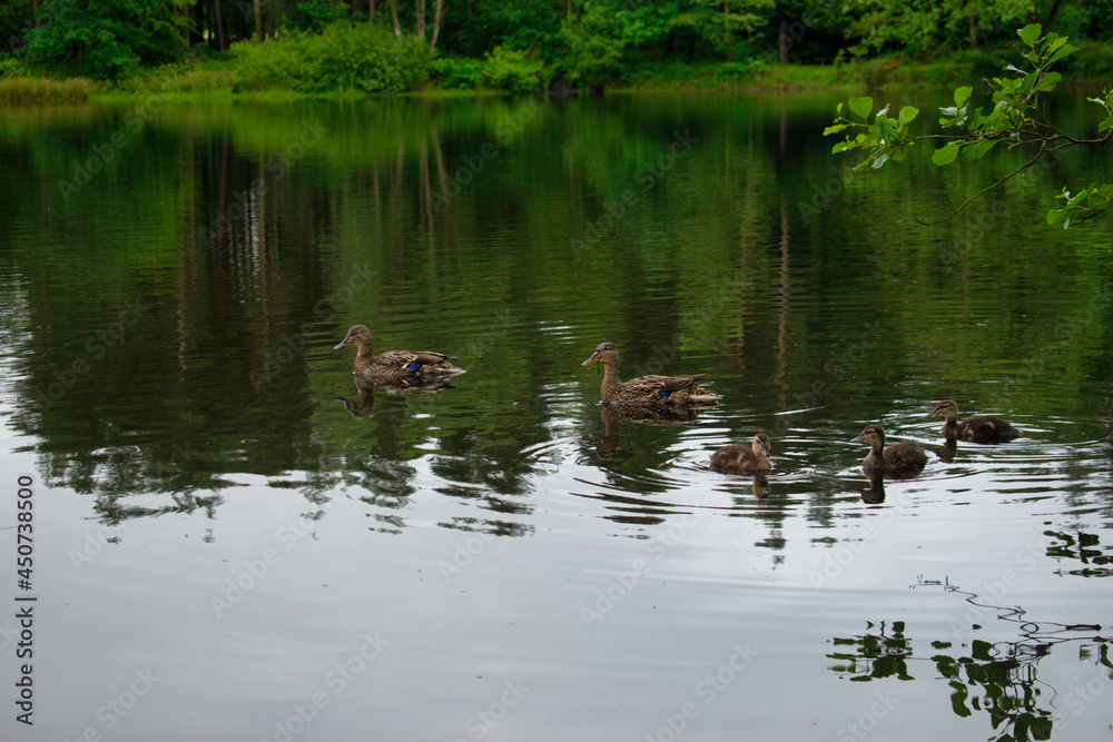 ducklings in the pond